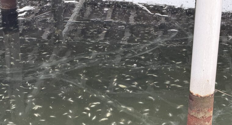 Przyducha w stawach przy ul. Mickiewicza. Pod lodem wciąż widać śnięte ryby